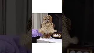 Funny owl videos try not to laugh. Pets life. Funny moments. #Shorts, #Viral, #Likes.