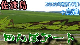 [SADO-観光] 田んぼアート＋佐渡の野鳥(2020年夏)