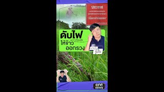 ดับไฟถนนกว่า 30 โล ให้ข้าวออกรวง | เล่าปุ๊บรู้ปั๊บ สำนักข่าววันนิวส์