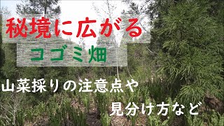 【山菜採りパート1】獣に遭遇し、歩く道は獣道！そして広がるコゴミ畑！山菜採りの注意点や見分け方を紹介していきます。