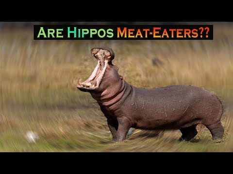 Why are hippos carnivores?