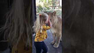 Mother lion plays paddy-cake with 3 year old girl!