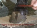 How to induce hoof growth -- harness racing hoof beats USTA