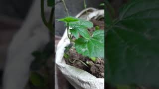 my favorite plant 🪴 is growing on🥰🥰🥰|| आखिरकार मेरा पौधा grow हो ही गया||#shorts