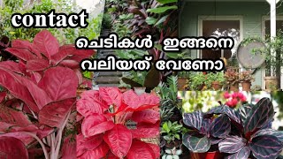 Gardening Malayalam/Sales Plant/Online Business/Aglonima/Indian Mom Business Idea/Zain World