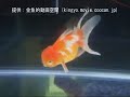 竜眼（リュウガン） 第27回日本観賞魚フェア