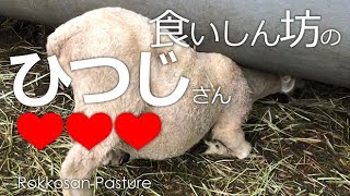 食いしん坊のひつじさん【六甲山牧場】ひつじさんの食への執念