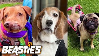 These Disabled Dogs Will Melt Your Heart | BEASTIES