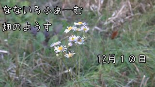 自然農川沿い.三角.道沿い畑のようす2024/12/10②