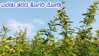 |ಎರಡು ತರದ ತೊಗರಿ ನೋಡ್ರಿ|Two Types Of Redgram|#wearefarmers1