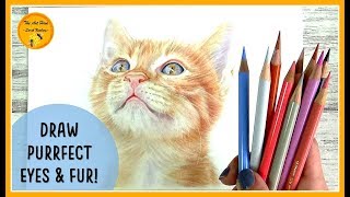 Draw REALISTIC CAT EYES, FACE, FUR & WHISKERS in COLOURED PENCILS -a step by step tutorial