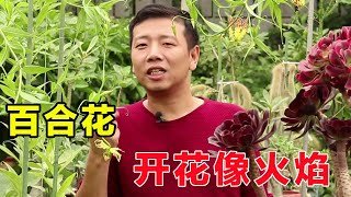 開花像“火焰”的百合花，現在正在開花，各種“小料”要持續用！ 【養花匠小齊】