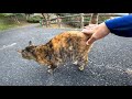 ダムの側にいた野良猫が何か話し掛けてきたのでナデナデしたらゴロンゴロン転がってカワイイ