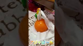 シロハラインコ華ちゃん🐥（Wow❣️💨好きにして😅撃沈😻🩸）