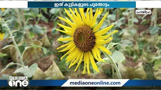 A school beautified by sunflowers: Organic garden at Paipra School | Payipra Schools |