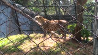 Leopard's catching a crow in Trivandrum Zoo