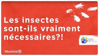 Les insectes sont-ils vraiment nécessaires?