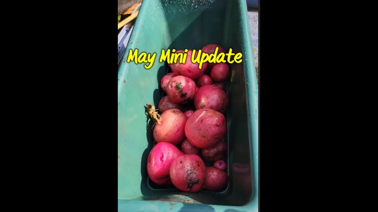 May Mini Update Youtube