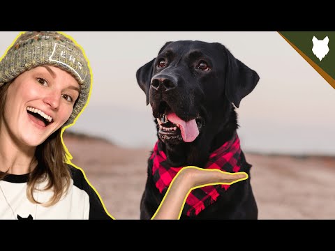 How much would a labrador cost a month?