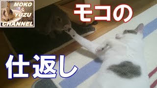 猫とうさぎ、この後大変な事が！（モコ＆ゆず）