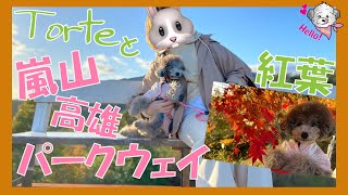 【犬とお出かけ】嵐山 高雄パークウェイに愛犬トルテとインスタ映えスポット巡り🐶【京都の紅葉】（トイプードルのTorte channel)