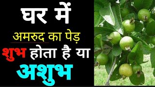 अमरुद का पेड़ घर में लगाना शुभ या अशुभ? Know Planting Guava Tree is good or not?