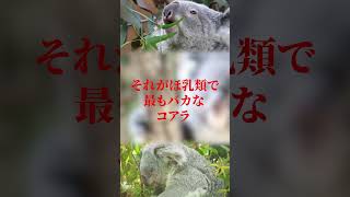 【ゆっくり解説】哺乳類で最もバカな動物、コアラ