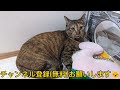 元野良猫モカちゃん透明な棚で肉球やお腹をバッチリ観察できます😺