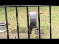 aggressive great tit wants the feeder for herself