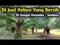 Di Jual kebun sawit Yang terawat Lokasi Kalimantan barat