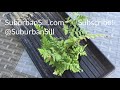 plant rescue asplenium dimorphum austral gem fern fern rescue