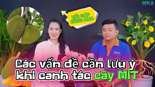 Hỏi đáp cùng MKA-kỹ thuật trên cây mít và các vấn đề liên quan đến quá trình xử lý ra hoa trên mít