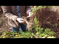 growing and preparing horseradish