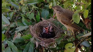 Streak-eared bulbul birds She raised her little baby in the nest very well.