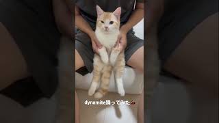 dynamite踊ってみた猫 #踊ってみた