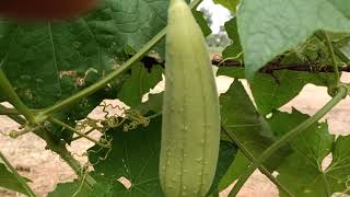 Sponge gourd Vine | ತುಪ್ಪರಿ ಕಾಯಿ