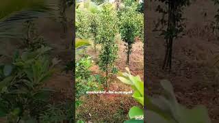 തായ്ലൻഡ് പിങ്ക് പേര. #farming #shots #youtubeshorts #pinkguava