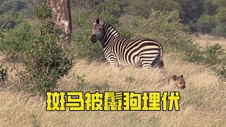 [Animal World] Hyenas ambush zebras in the bushes