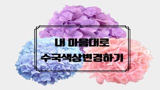 내 마음대로 수국 색을 바꿀 수 있다고? 수국(묘목)색상변화로 질리지 않는 수국 감상하기!/Daelim Nursery (Hydrangea macrophylla)