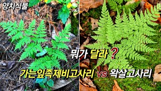 퍼니의 양치식물, 뭐가 달라? 가는잎족제비고사리 vs 왁살고사리