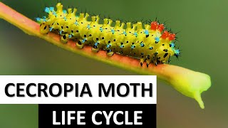 Cecropia Moth Life Cycle (easily explained)