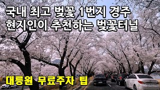 [4k] 경주 벚꽃명소, 보문호, 대릉원 돌담길, 황리단길, 불국사, 김유신 묘, 현지인이 추천하는 벚꽃터널