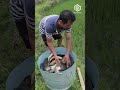 amazing rice paddy fish farming technique in china