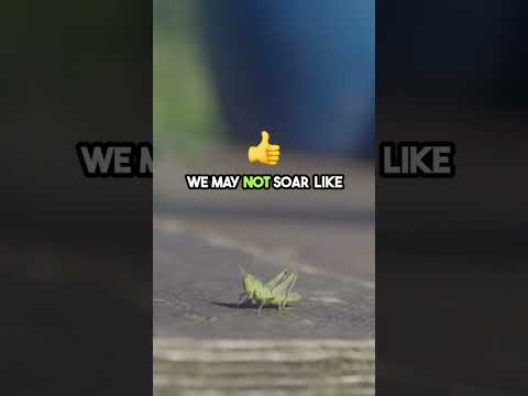 Do grasshoppers fly or jump?