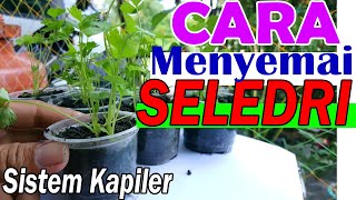 Cara Menyemai Seledri Atau Daun SOP sistem kapiler, EFEKTIF??