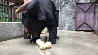 【池田動物園公式】ゴンザブロウくんに桃のプレゼント☆