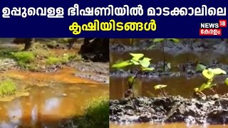 Saline Water Threat | ഉപ്പുവെള്ള ഭീഷണിയിൽ മാടക്കാലിലെ കൃഷിയിടങ്ങൾ | Agricultural Field | Madakkal