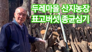 산지농장 표고버섯 종균 심습니다