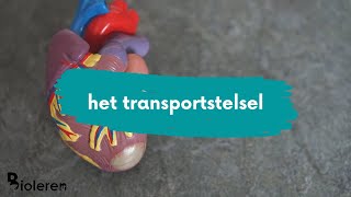 Bioleren - Het transportstelsel