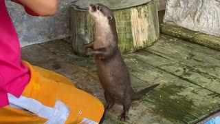 コツメカワウソ夫婦の桜と王子の食事タイム💓桂浜水族館にて2022年9月5日